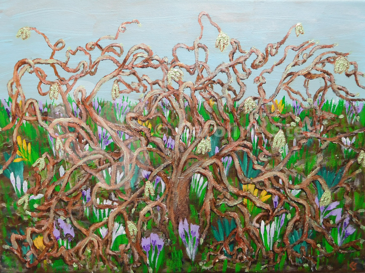 Painting: Corkscrew Willow